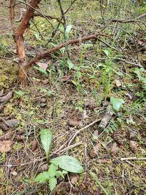 Giant White Fawn lily(Erythronium oregonum)