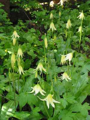 Giant White Fawn lily(Erythronium oregonum)