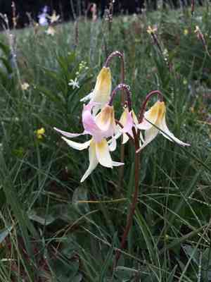Giant White Fawn lily(Erythronium oregonum)