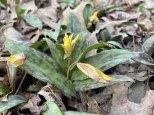 Yellow troutlily(Erythronium rostratum)