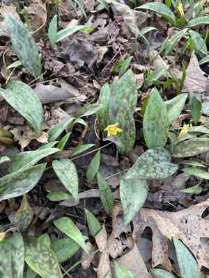 Yellow troutlily(Erythronium rostratum)