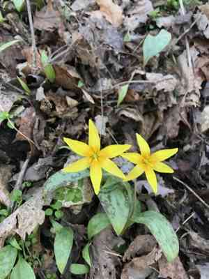 Yellow troutlily(Erythronium rostratum)