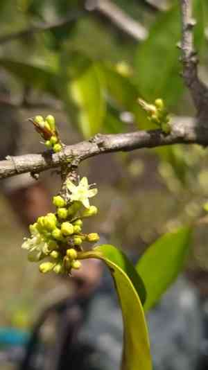 Coca (Erythroxylum)(Erythroxylum)