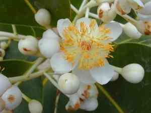 Coca (Erythroxylum)(Erythroxylum)