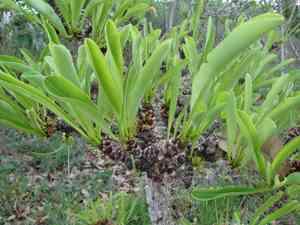 Coca (Erythroxylum)(Erythroxylum)
