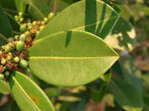 Coca (Erythroxylum)(Erythroxylum)