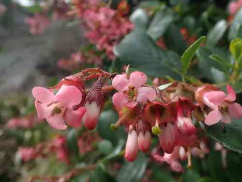 Redclaws(Escallonia rubra)