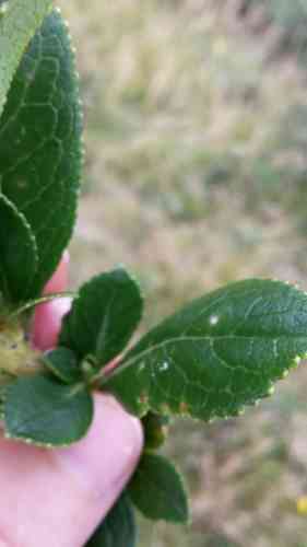 Redclaws(Escallonia rubra)