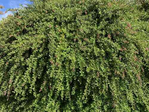 Redclaws(Escallonia rubra)