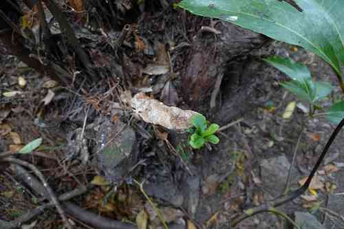 Redclaws(Escallonia rubra)