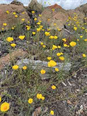 Tufted poppy(Eschscholzia caespitosa)