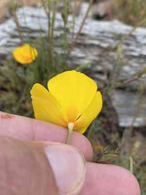 Tufted poppy(Eschscholzia caespitosa)