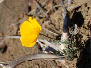 Tufted poppy(Eschscholzia caespitosa)
