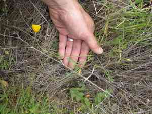 Tufted poppy(Eschscholzia caespitosa)