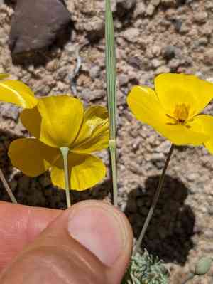 Desert poppy(Eschscholzia glyptosperma)