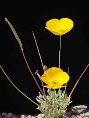 Desert poppy(Eschscholzia glyptosperma)