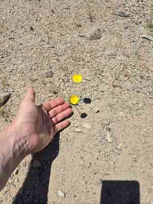 Desert poppy(Eschscholzia glyptosperma)