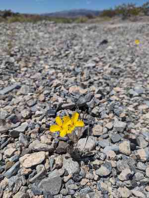 Desert poppy(Eschscholzia glyptosperma)