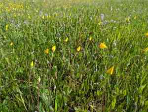 Frying pans(Eschscholzia lobbii)