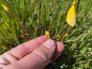Frying pans(Eschscholzia lobbii)