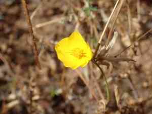 Frying pans(Eschscholzia lobbii)