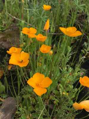 Frying pans(Eschscholzia lobbii)