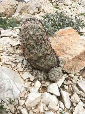 Cushion foxtail cactus(Escobaria alversonii)