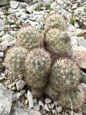 Cushion foxtail cactus(Escobaria alversonii)
