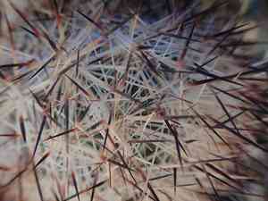 Cushion foxtail cactus(Escobaria alversonii)