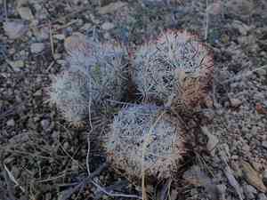 Cushion foxtail cactus(Escobaria alversonii)