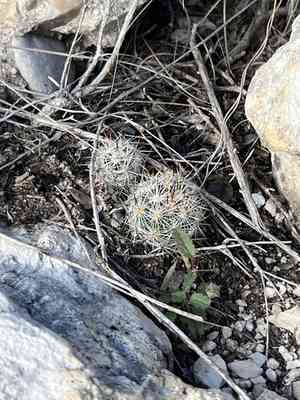 Junior tom thumb cactus(Escobaria emskoetteriana)