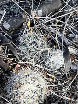 Junior tom thumb cactus(Escobaria emskoetteriana)