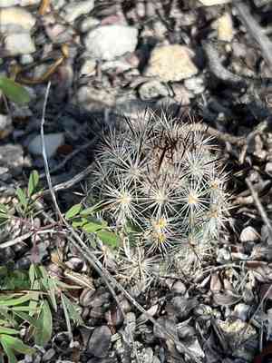 Junior tom thumb cactus(Escobaria emskoetteriana)