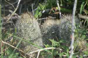 Junior tom thumb cactus(Escobaria emskoetteriana)