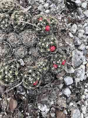 Missouri foxtail cactus(Escobaria missouriensis)
