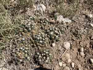Missouri foxtail cactus(Escobaria missouriensis)