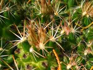 Missouri foxtail cactus(Escobaria missouriensis)