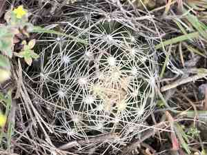 Missouri foxtail cactus(Escobaria missouriensis)