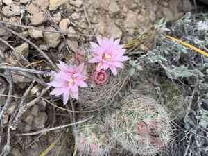 Whitecolumn foxtail cactus(Escobaria tuberculosa)