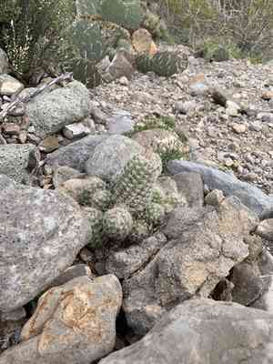 Whitecolumn foxtail cactus(Escobaria tuberculosa)