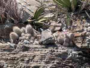 Whitecolumn foxtail cactus(Escobaria tuberculosa)