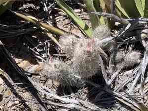 Whitecolumn foxtail cactus(Escobaria tuberculosa)