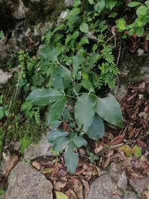 Berlandier's jopoy(Esenbeckia berlandieri)