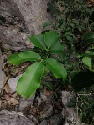 Berlandier's jopoy(Esenbeckia berlandieri)