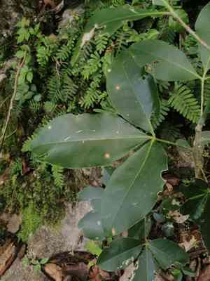 Berlandier's jopoy(Esenbeckia berlandieri)