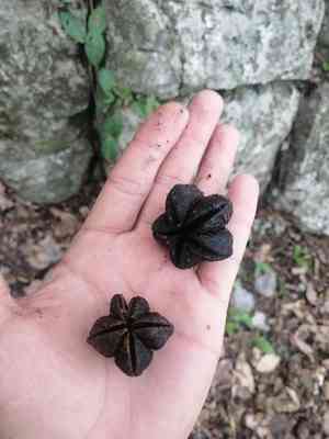 Berlandier's jopoy(Esenbeckia berlandieri)