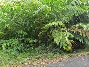 Torch Ginger(Etlingera elatior)