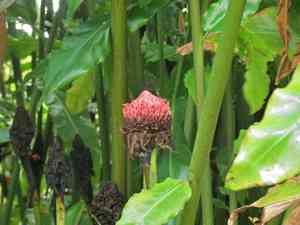 Torch Ginger(Etlingera elatior)