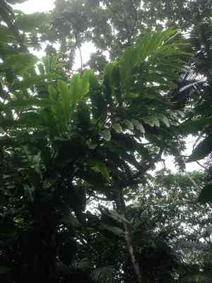 Torch Ginger(Etlingera elatior)