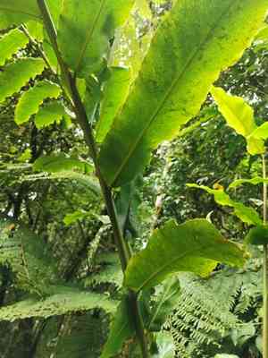 Torch Ginger(Etlingera elatior)